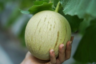 hand holding fresh green zucchini