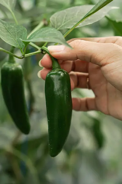 woman hand with green pepper on the background of the garden