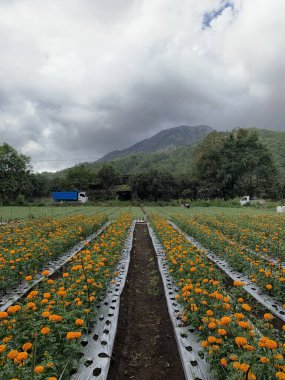 Parlak turuncu çiçekli kadife çiçeği çiftliğinin manzarası. Çiftlik yemyeşil tepelerin ve bulutlu gökyüzünün zeminine kurulmuş..