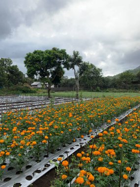 Geniş bir kadife çiçeği tarlası ve sırayla sıralanmış bitkiler plastik malçla kaplanmış. Gökyüzü bulutlu ve arka planda ağaçlar ve dağlar var..
