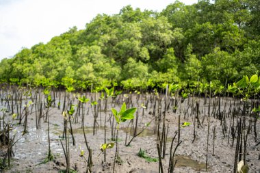 Arka planda sık bir orman bulunan çamurlu bir kıyı bölgesinde yetişen genç mangrov fidanları..