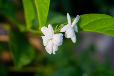 Arka planda yeşil yapraklı beyaz yasemin çiçeklerine yakın çekim.