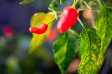 Arka planda yeşil yapraklar olan bir bitkide yetişen kırmızı biberlerin yakın çekimi..