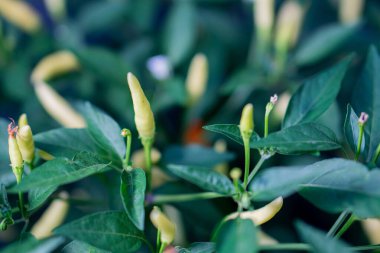 Yeşil yapraklı bitkilerde yetişen yeşil biberlerin yakın çekimi..