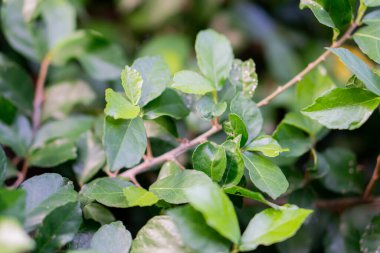 Arkaplanı bulanık olan bir dalda yeşil yaprakların yakın plan görüntüsü.