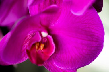 Detaylı yaprakları ve bulanık bir arkaplanı olan canlı pembe bir orkide çiçeğine yakın plan..