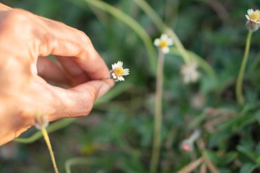 Çimenli bir tarlada küçük bir çiçeği nazikçe tutan bir elin yakın çekimi. Çiçeğin yeşil yapraklarla çevrili beyaz yaprakları ve sarı bir merkezi vardır. Yumuşak güneş ışığı sahneyi aydınlatır, sakin bir atmosfer yaratır..