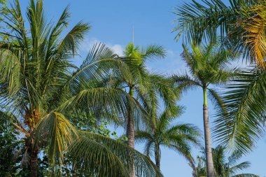 Açık mavi gökyüzüne karşı çeşitli palmiye ağaçlarının yer aldığı canlı bir tropikal manzara. Verimli yeşil yapraklar ve gövdeler, bir rahatlama ve tatil hissi taşımak için ideal, canlı bir atmosfer yaratır..