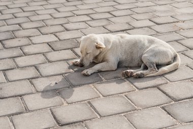 Asfaltlı bir yüzeyde güneşlenen beyaz bir köpek. Köpek rahat ve rahat görünüyor, vücudu gerilmiş ve başı yerde dinleniyor. Çevresindeki asfalt anüsten yapılmıştır.