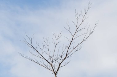 Bulutlu bir gökyüzüne karşı ince dalları olan çıplak bir ağaç. Ağaç yapraklardan yoksun, karmaşık dal yapısını gözler önüne seriyor. Arka plan yumuşak ve sessiz. Ağacın siluetini vurguluyor..