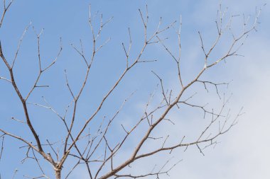 Bulutlu bir gökyüzüne karşı ince dalları olan çıplak bir ağaç. Ağaç yapraklardan yoksun, karmaşık dal yapısını gözler önüne seriyor. Arka plan yumuşak ve sessiz. Ağacın siluetini vurguluyor..