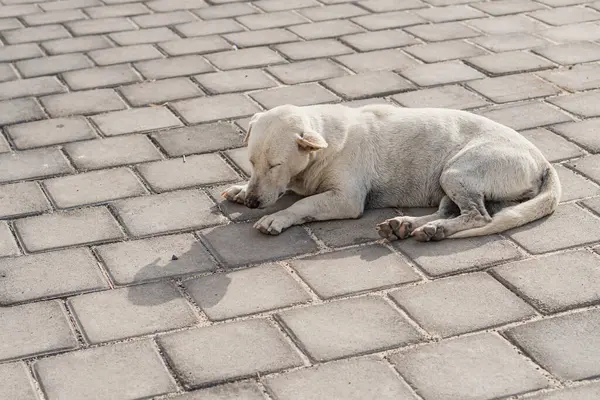Asfaltlı bir yüzeyde güneşlenen beyaz bir köpek. Köpek rahat ve rahat görünüyor, vücudu gerilmiş ve başı yerde dinleniyor. Çevresindeki asfalt anüsten yapılmıştır.
