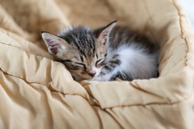 Küçük, sevimli bir kedi yavrusu yumuşak, bej bir battaniyenin üzerinde huzur içinde uyuyor. Yavru kedinin gözleri kapalı ve pençeleri çenesinin altında sıkışmış gri ve beyaz bir kürkü var.
