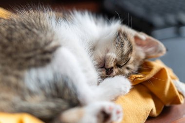 Sarı bir bez üzerinde dinlenen uyuyan bir kedi yavrusunun yakın çekimi. Yavru kedinin çizgili yumuşak bir kürkü var ve rahat bir şekilde kıvrılıp huzurlu ifadesini sergiliyor..