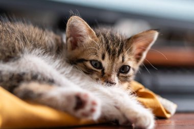 Küçük, sevimli bir kedi yavrusu kıvrıldı ve sarı bir kazağın üzerinde uyudu. Yavru kedinin patileri vücudunun altına sıkışmış gri ve beyaz bir kürkü var. Rahat ve huzurlu bir manzara yaratıyor..