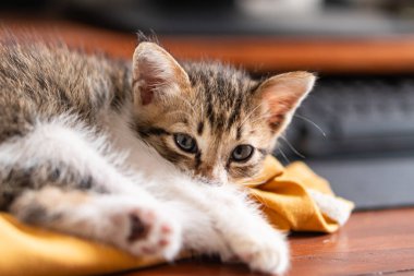 Küçük, sevimli bir kedi yavrusu kıvrıldı ve sarı bir kazağın üzerinde uyudu. Yavru kedinin patileri vücudunun altına sıkışmış gri ve beyaz bir kürkü var. Rahat ve huzurlu bir manzara yaratıyor..