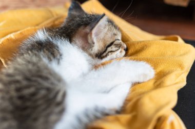 Sarı bir bez üzerinde dinlenen uyuyan bir kedi yavrusunun yakın çekimi. Yavru kedinin çizgili yumuşak bir kürkü var ve rahat bir şekilde kıvrılıp huzurlu ifadesini sergiliyor..