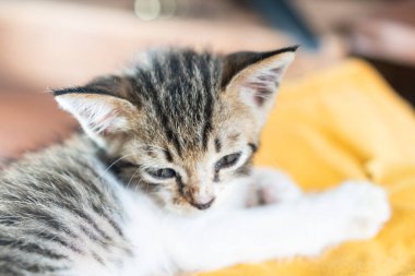 Sarı bir bez üzerinde dinlenen uyuyan bir kedi yavrusunun yakın çekimi. Yavru kedinin çizgili yumuşak bir kürkü var ve rahat bir şekilde kıvrılıp huzurlu ifadesini sergiliyor..