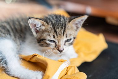 Şirin, uykulu bir kedi yavrusu, yumuşak sarı bir battaniyenin üzerinde rahatça dinlenir. Sıcak bir iç mekan ortamında, rahatlık ve sükunet hissi uyandırır..