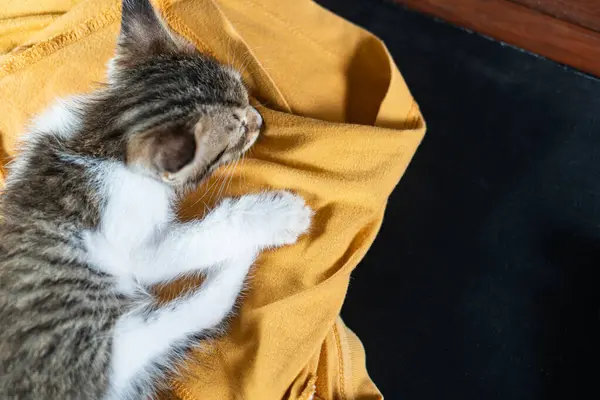 stock image A cute kitten relaxes and sleeps comfortably on a soft yellow blanket, embodying tranquility and warmth. Perfect image for themes of comfort and relaxation.