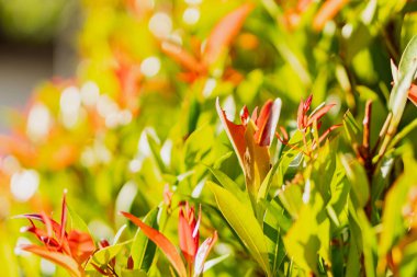 Kırmızı yapraklarla bezenmiş canlı yeşil yaprakların yakın çekim görüntüsü, tam çiçeklenmiş güneşli bir bahçenin güzelliğini ve tazeliğini yakalıyor..