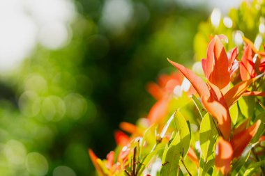 Güneş ışığıyla aydınlatılmış parlak kırmızı ve yeşil yapraklar. Huzurlu bir doğal ortamın özünü yansıtan yumuşak bir bokeh arka planı var..