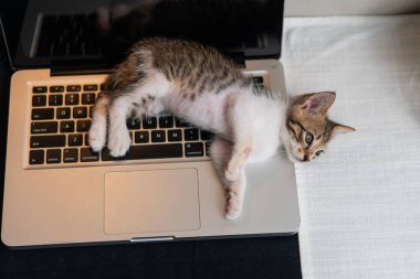 Dizüstü bilgisayarın klavyesinde uzanıp kafasını dizüstü bilgisayara dayamış sevimli bir kedi yavrusu. Yavru kedinin gri ve beyaz bir kürkü var ve sahne çok rahat.