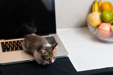 Laptop klavyesinde oturan küçük bir kedi yavrusu, arka planda çeşitli meyvelerle dolu bir kase. Sahne siyah bir masa örtüsü ve dizüstü bilgisayarın altında beyaz bir peçeteyle hazırlandı..