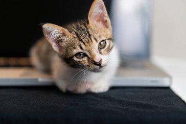 Siyah bir yüzeye dizüstü bilgisayarın yanına uzanmış kahverengi ve beyaz kürklü şirin bir kedi yavrusu. Yavru kedinin büyük, anlamlı gözleri ve tuhaf bir ifadesi var. Bu da onu oyuncu ve sevimli gösteriyor..