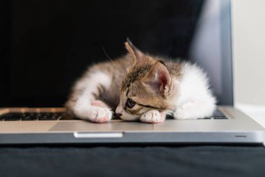Laptop klavyesinde dinlenen sevimli bir kedi yavrusu, kafası dizüstü bilgisayarın üzerinde dinleniyor. Yavru kedinin gri ve beyaz bir kürkü var ve gözleri kapalı. Sevimli ve huzurlu bir manzara yaratıyor..