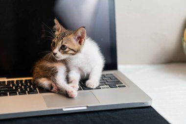 Laptop klavyesinde uzanan sevimli bir kedi yavrusu. Vücudu yana ve kulaklarına dönük. Laptop açık ve arka plan yumuşak bir şekilde bulanık. Yavru kedinin şakacı tavırlarını vurguluyor..