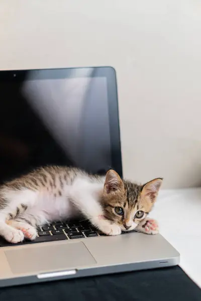 Laptop klavyesine uzanmış tatlı bir kedi yavrusu, rahat ve oyuncu görünüyor. Yavru kedinin çizgili bir paltosu var ve başını laptopta dinlendiriyor, yumuşak bir arka planı var..