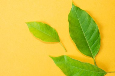 Parlak sarı arkaplanda yeşil yapraklardan oluşan bir kompozisyon. Düzenleme daha büyük bir yaprak ve daha küçük bir yaprak içerir, canlı renklerini ve dokularını gösterir..