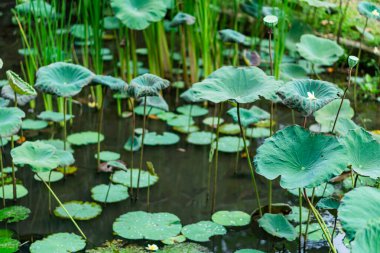 Büyük yeşil nilüfer yapraklarıyla dolu sakin bir gölet, bazıları suyun üzerinde dimdik duruyordu. Yaprakların desenli bir yüzeyi var ve daha küçük nilüferlerle çevrili. Bu da doğal bir manzara yaratıyor..