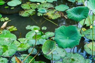 Büyük yeşil nilüfer yapraklarıyla dolu sakin bir gölet, bazıları suyun üzerinde dimdik duruyordu. Yaprakların desenli bir yüzeyi var ve daha küçük nilüferlerle çevrili. Bu da doğal bir manzara yaratıyor..