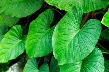 Belirgin damarları ve parlak dokusu olan, diğer gür yapraklarla çevrili büyük yeşil yaprakların yakın çekimi. Yapraklar canlı yeşil bir renk sergiliyor, bu da sağlıklı bitki yaşamını gösteriyor..