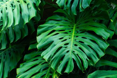 Ayırt edici delikleri ve yarıkları olan yemyeşil canavar yapraklarının yakın plan görüntüsü canlı bir tropikal estetik oluşturuyor. Yapraklar katmanlı, zengin dokusunu ve koyu yeşil rengini sergiliyor..