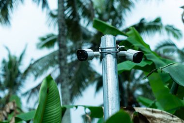 Arka planda yemyeşil muz yaprakları ve palmiye ağaçlarıyla çevrili metal bir direğe monte edilmiş bir güvenlik kamerası görüntüsü. Gökyüzü bulutlu, dingin ama tetikte.