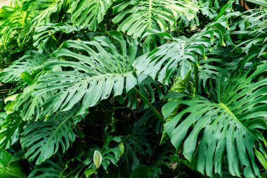Büyük, canlı yeşil canavar yapraklarından oluşan yoğun bir düzenleme belirgin delikler ve yarıklar, verimli bir tropikal his yaratıyor. Yapraklar parlak ve sağlıklıdır, yeşilin çeşitli tonlarını sergiler..