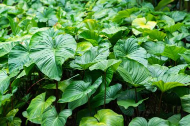 Damarları belirgin büyük yeşil yapraklardan oluşan verimli bir düzenleme, tropikal bir titreşim sergiliyor. Yapraklar şekil ve boyut olarak farklılık göstererek, doğayı çağrıştıran yoğun bir bitki örtüsü oluştururlar.