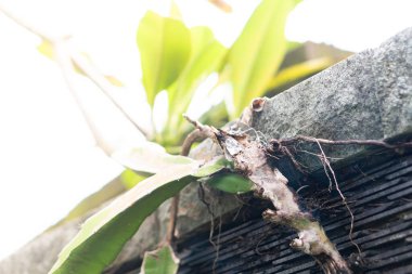 Close-up of a plant root system growing on a stone surface, with green leaves in the background and soft natural light. clipart