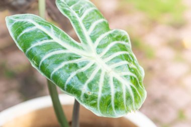 Karmaşık beyaz damarları olan canlı bir bitki yaprağının yakın çekimi doğal güzelliğini sergiliyor. Arka plan hafifçe bulanık, yaprağın dokusunu ve detaylarını vurguluyor..