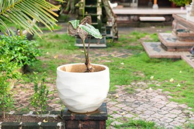 Tek çiçekli, yemyeşil bahçeli dekoratif beyaz bir tencere. Tencerenin dalgalı bir tasarımı var ve çimenler ve diğer bitkilerle çevrili bir tuğla kaideye yerleştiriliyor..