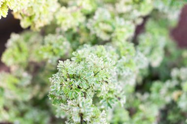 Karmaşık yaprak desenli yemyeşil yaprakların yakın çekimi, canlı ve sağlıklı bir bitki sergiliyor..
