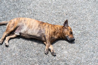 Kahverengi ve siyah çizgili bir köpek çakıllı bir yüzeyde uzanıyor, rahatlamış ve dinleniyor gibi görünüyor. Köpek, gözleri kapalı bir şekilde, sıcak havanın tadını çıkarıyor..