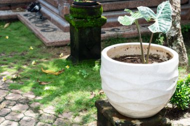 Dalgalı bir tasarımı olan dekoratif beyaz bir bitki. Kökleri açıkta kalmış bir bitki içeriyor. Yeşillik ve patikayla çevrili taş bir yüzeye yerleştirilir..