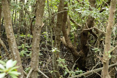 Birbirine dolanmış kökleri ve gövdesi ile sık bir mangrov ormanı, yemyeşil yapraklar ve doğal bir yaşam alanı sergiliyor..