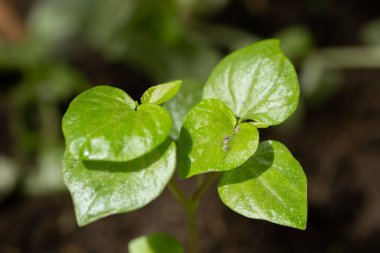 Parlak bir dokusu olan canlı yeşil yaprakların yakın çekimi, doğal güzelliklerini ve sağlıklı gelişimlerini bir bahçe ortamında sergiliyor..