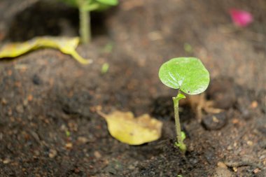 Düşen yapraklarla çevrili, koyu topraktan çıkan küçük yeşil bir filiz. Filiz tek bir yuvarlak yaprağa sahiptir ve toprak ve diğer bitkilerin bulanık arkaplanına dayanır..