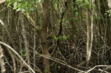Birbirine dolanmış kökleri ve gövdeleri ile yoğun mangrov ormanları zengin yeşillikler ve karmaşık bir ekosistem sergiliyor..